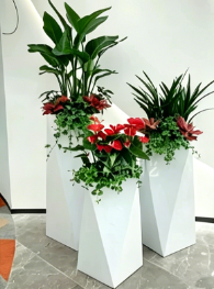 余姚室内植物租赁-杭州湾室内植物租赁-奉化公司绿植出租费用-余姚花木租摆装饰